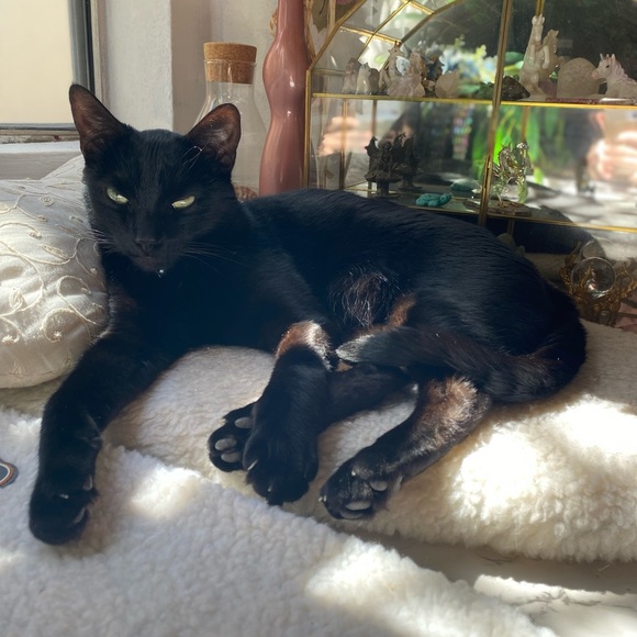 Meet your Posher, Kat - Picture 6 of 7